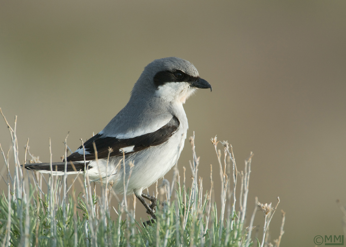 Loggerhead Shrike