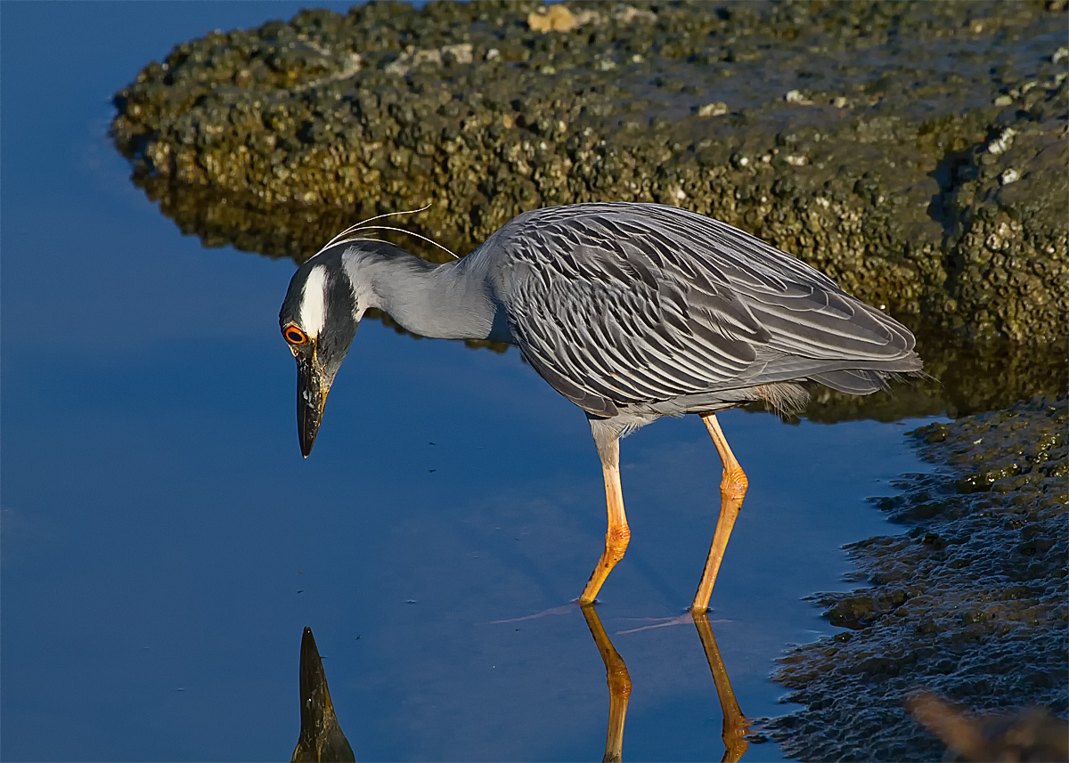 Yellow-Crown Night-Heron Repost