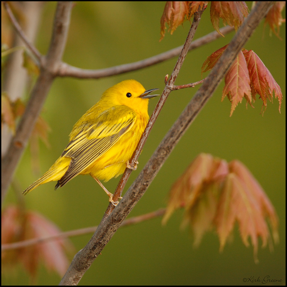 Yellow in Spring Maple