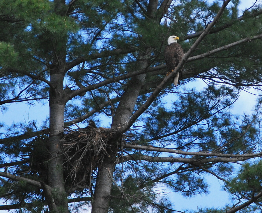 Standing Guard