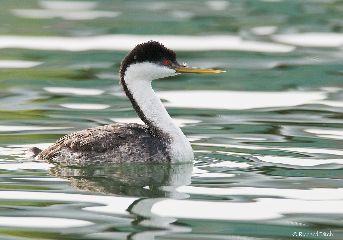 Western Grebe
