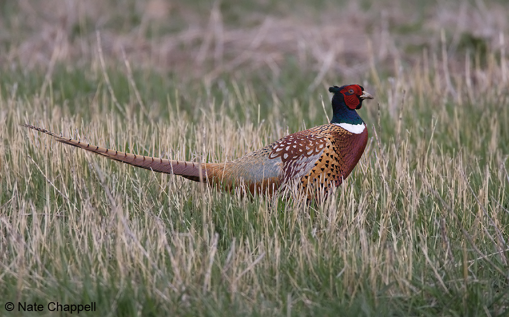 Ring-necked Pheasant