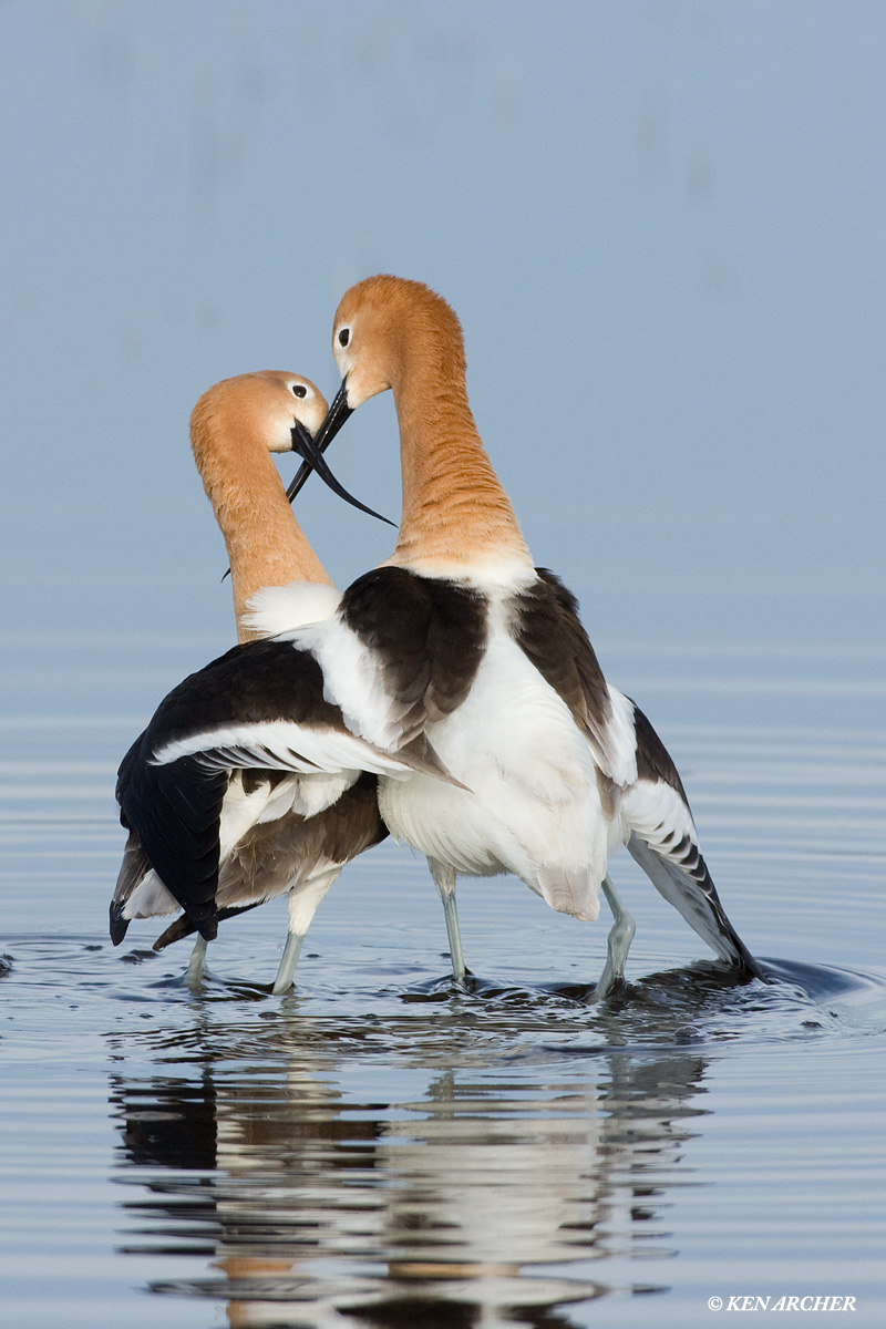 American Avocets 