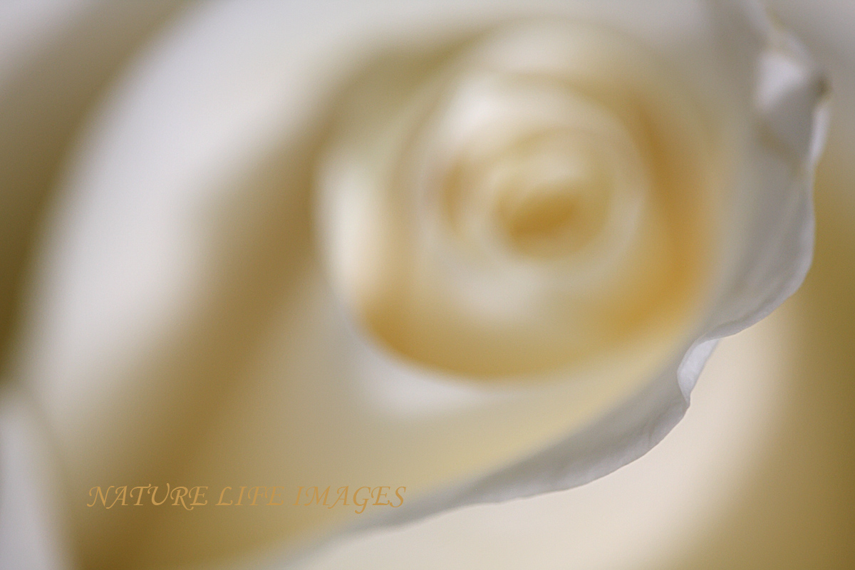 For Love