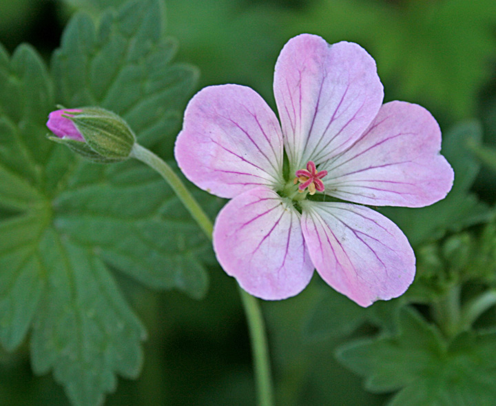 Geraniums & repost