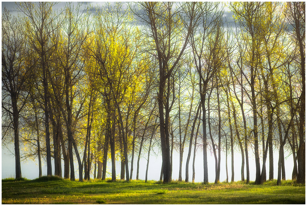 Spring Morning II