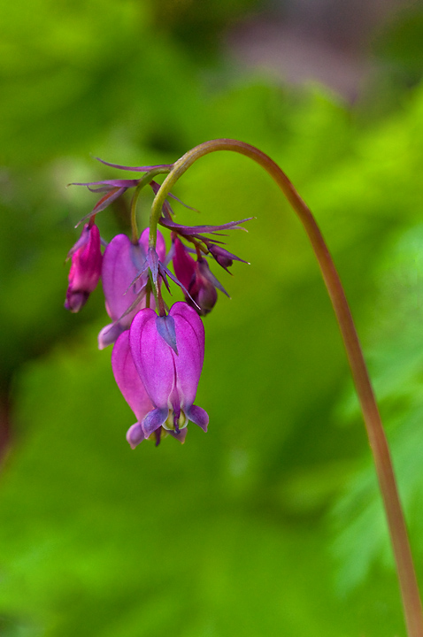 Bleeding Heart