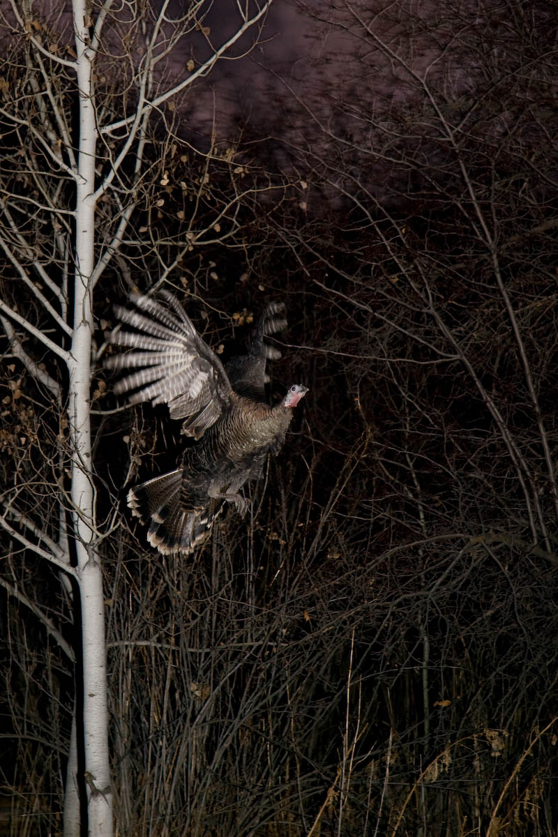 Twilight Turkey