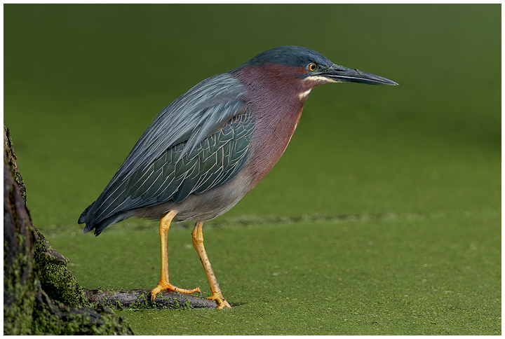 Green Heron