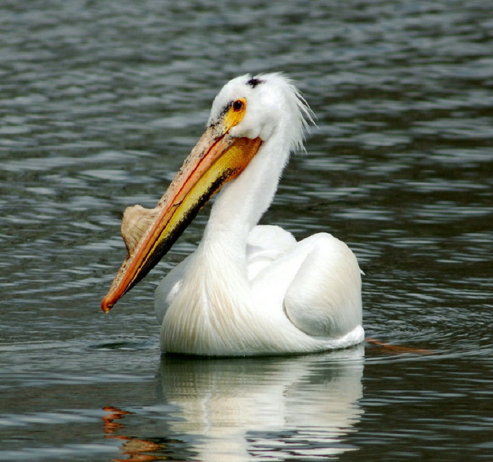 Male American Pelican