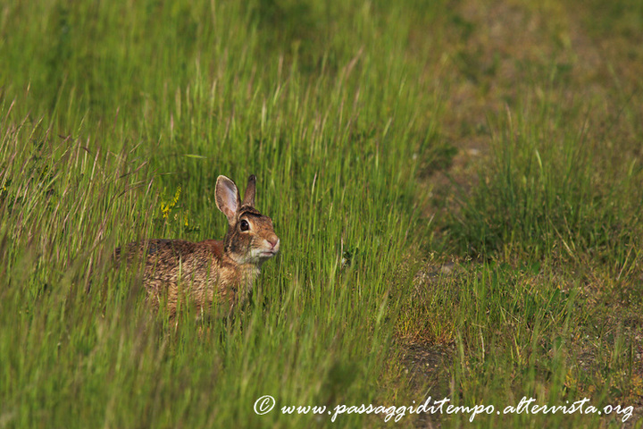 Little hare