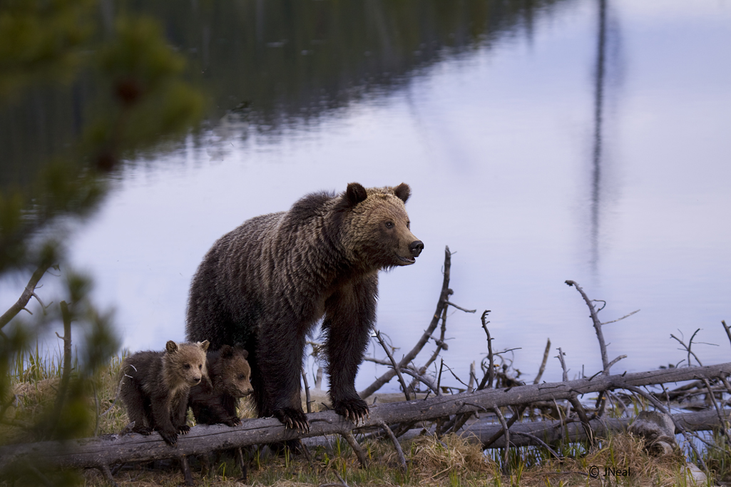 Momma and Cubs