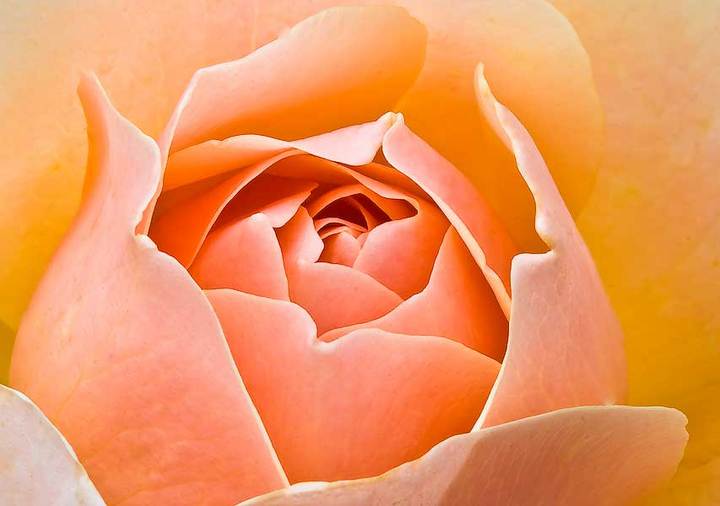 David Austen Rose