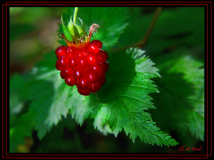 Royal Salmon Berry