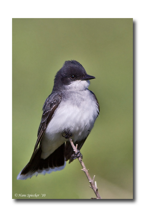 Eastern Kingbird