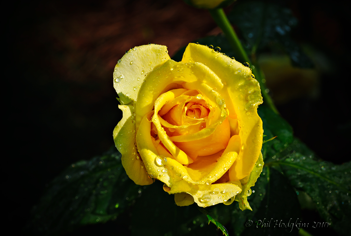 One Yellow Rose