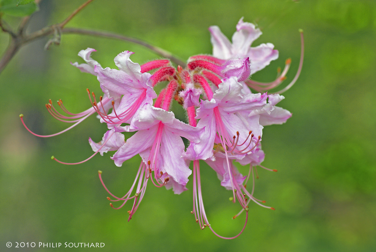Pinxter Flower