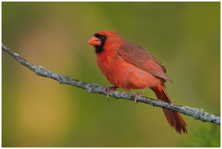 Cardinal