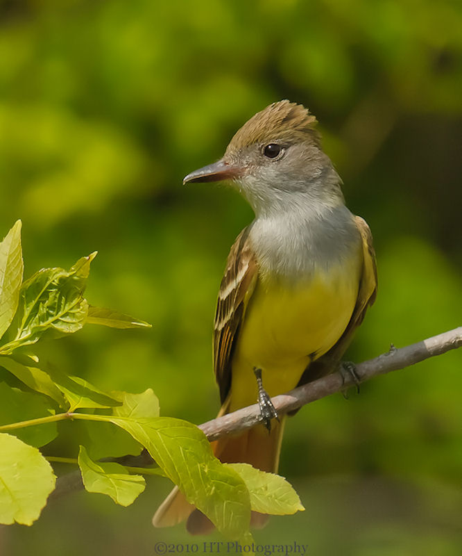 Great Crested Flycatcher