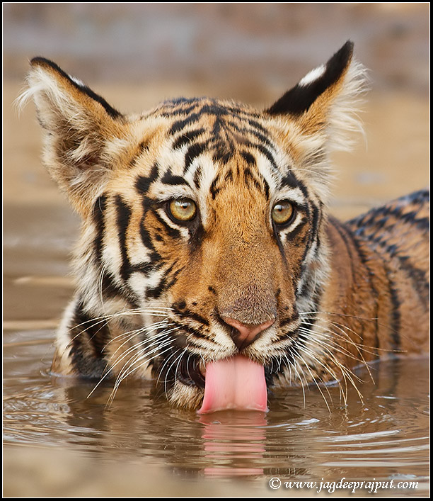 Tiger cub drinking