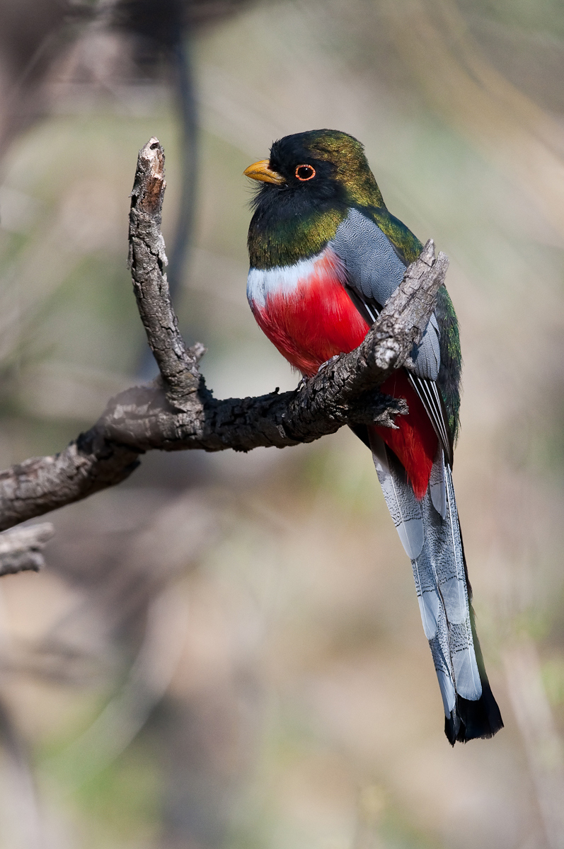 Elegant Trogon #2