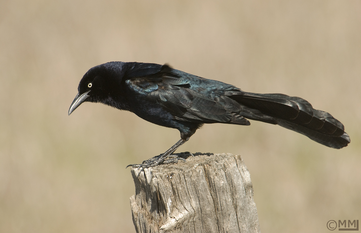 Great-tailed Grackle