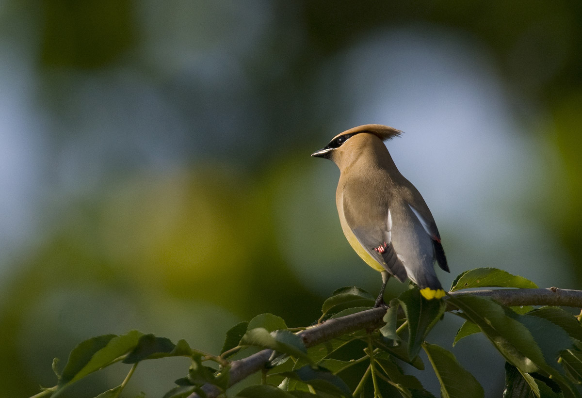  Cedar waxwing