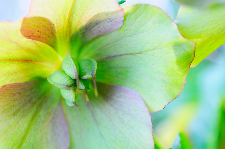 Hellebores II