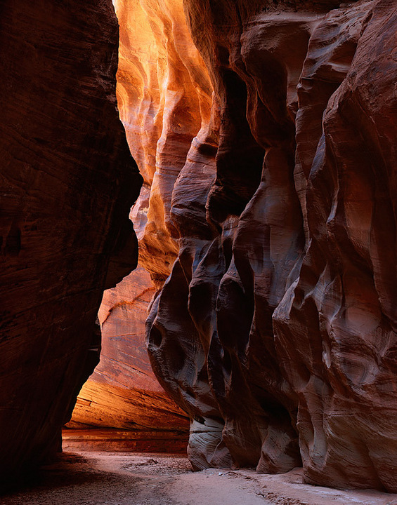 Buckskin Glow