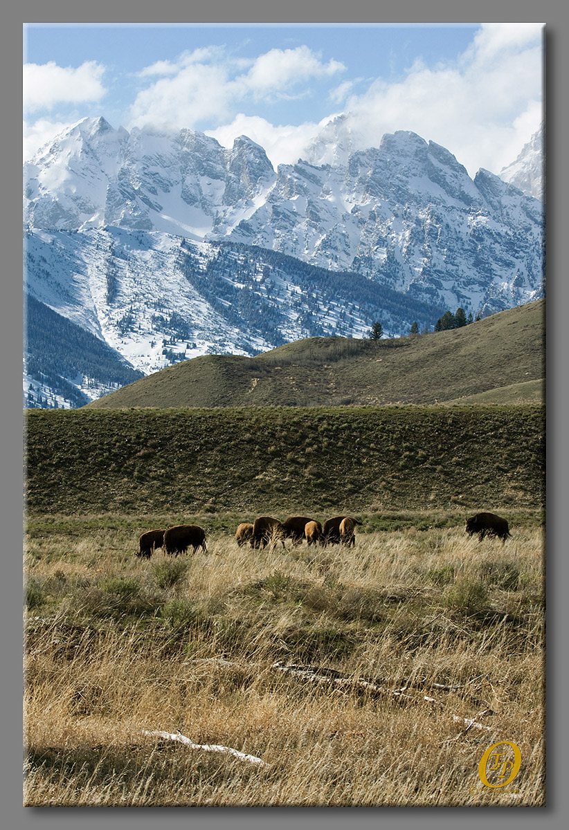 Teton Grazing