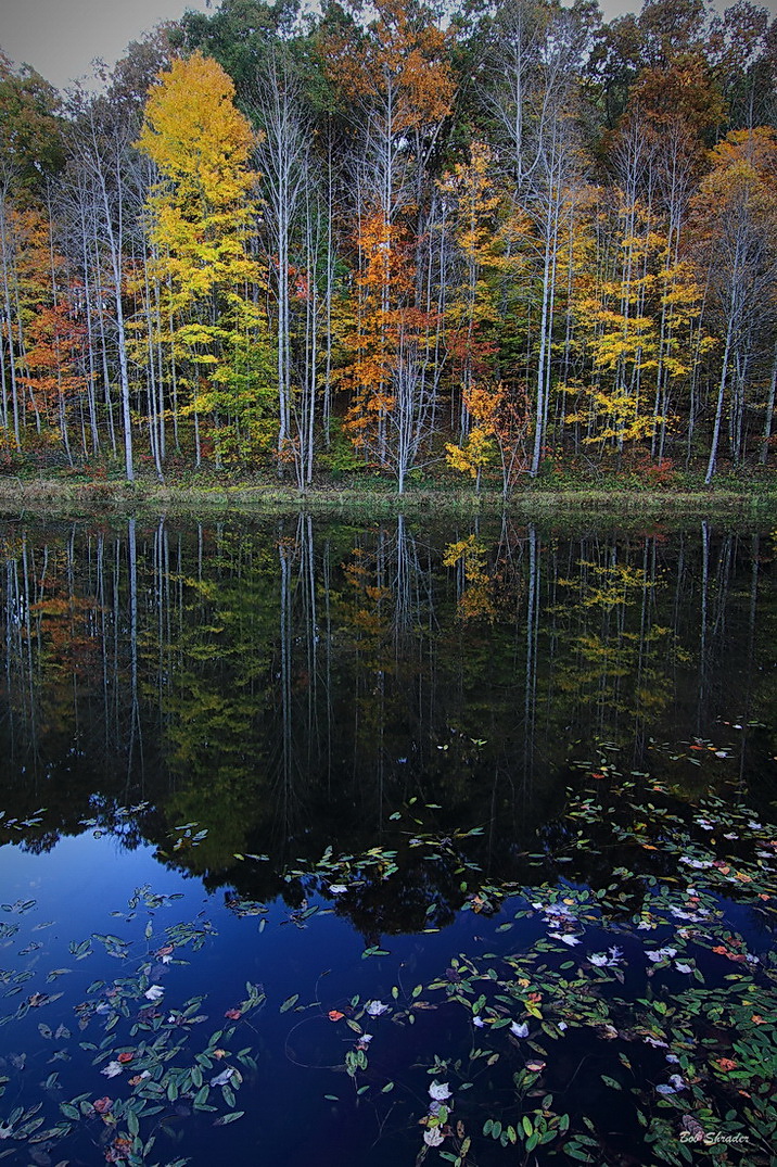 Quiet Reflection