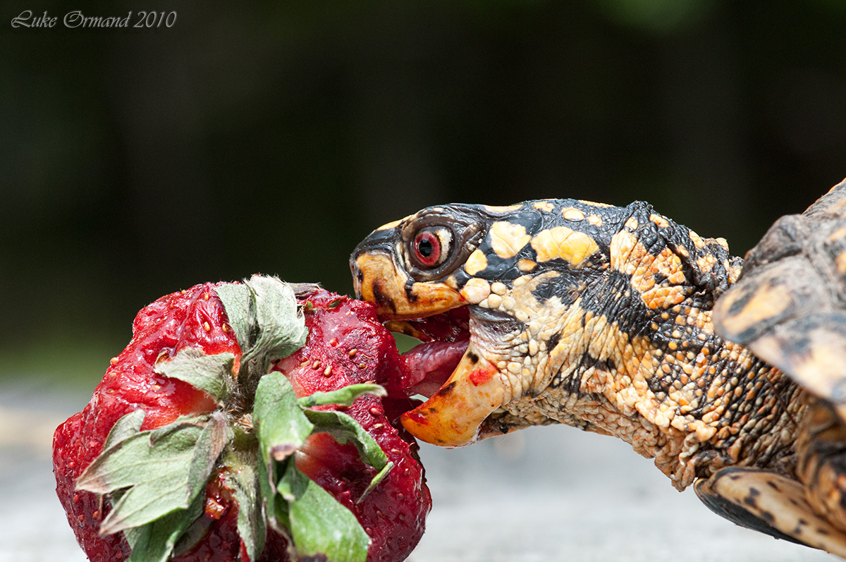 Turtle & the Strawberry