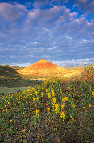 Wildflower Bloom