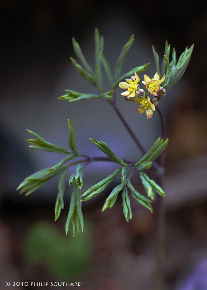 Blue Cohosh