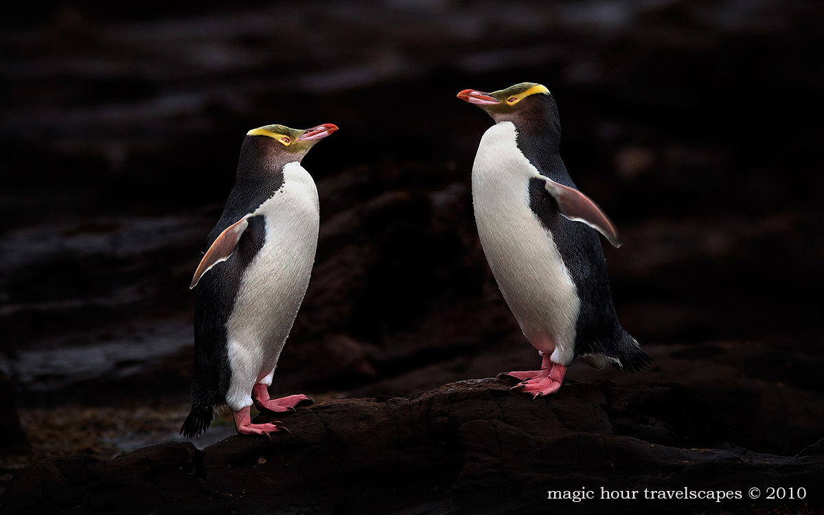Penguin Salute