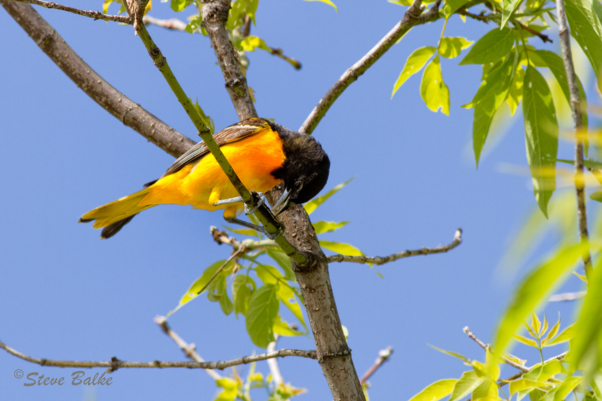 Oriole+Repost