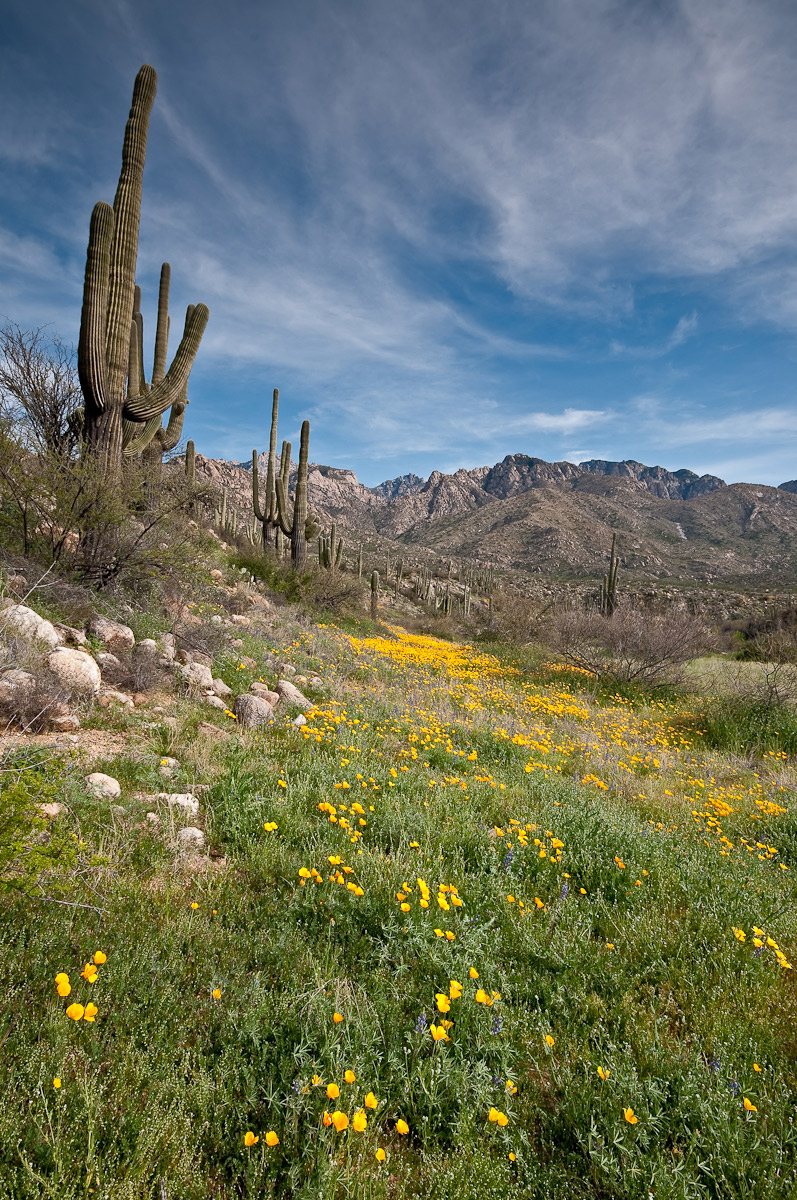 Arizona Wild Things