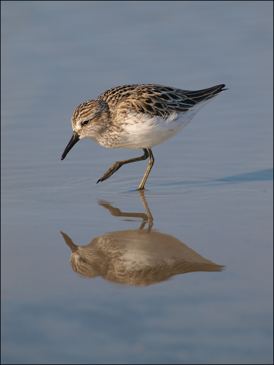 Shorebird + Reflection