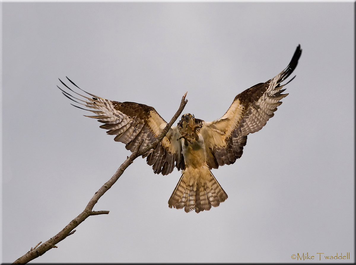 Osprey #2 +Repost