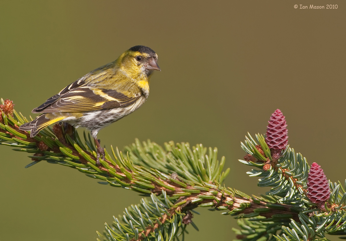 Siskin