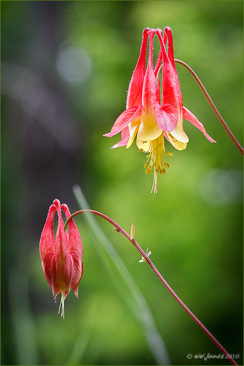 WILD Columbine