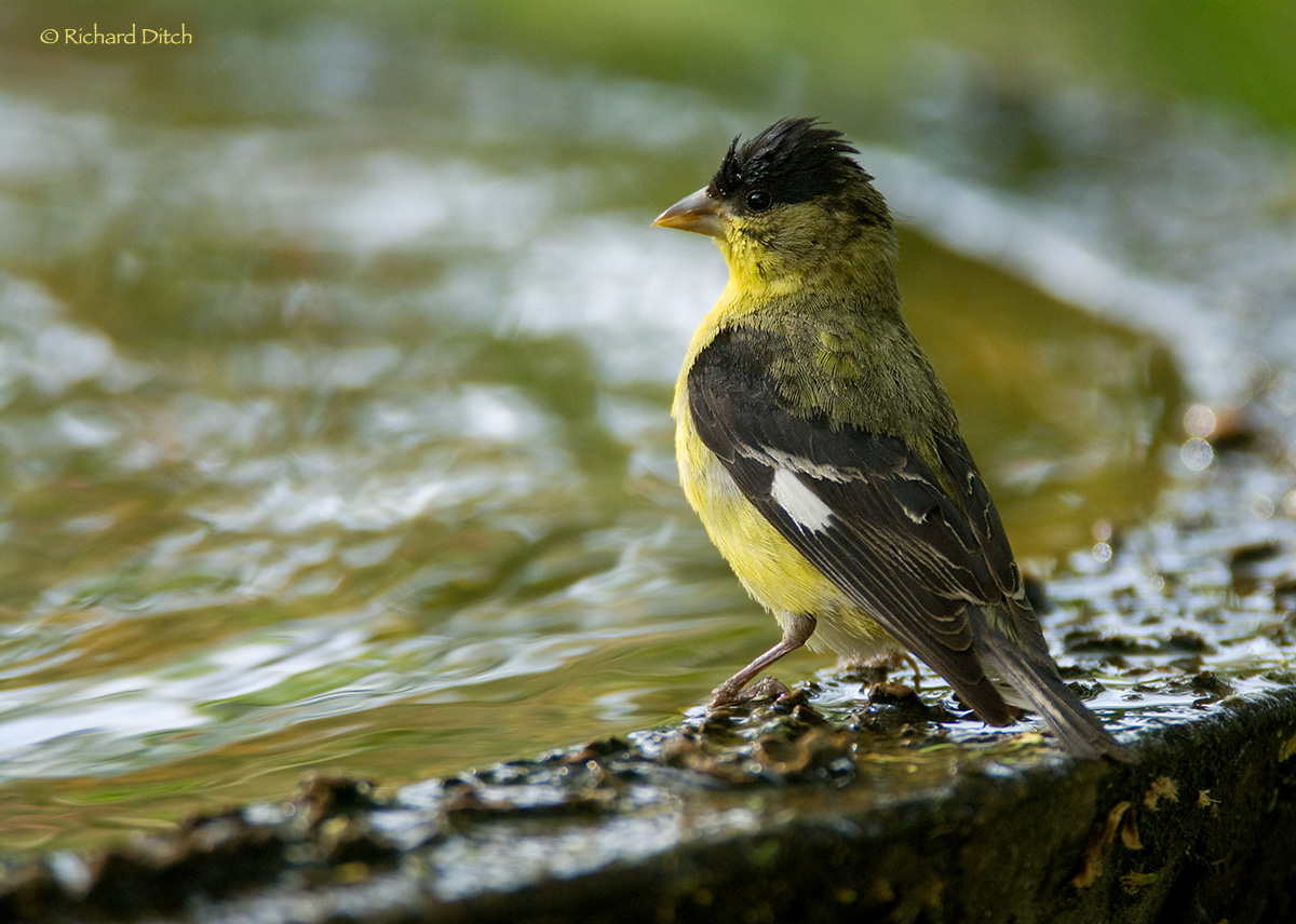 Lesser Goldfinch