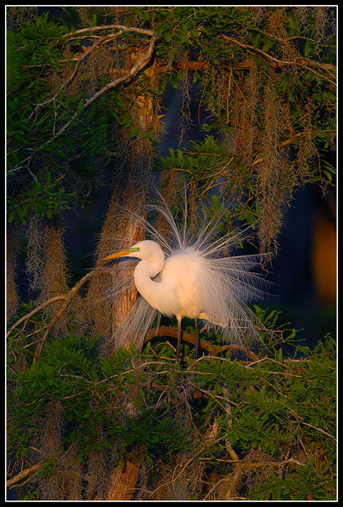 Great Egret at Sunrise