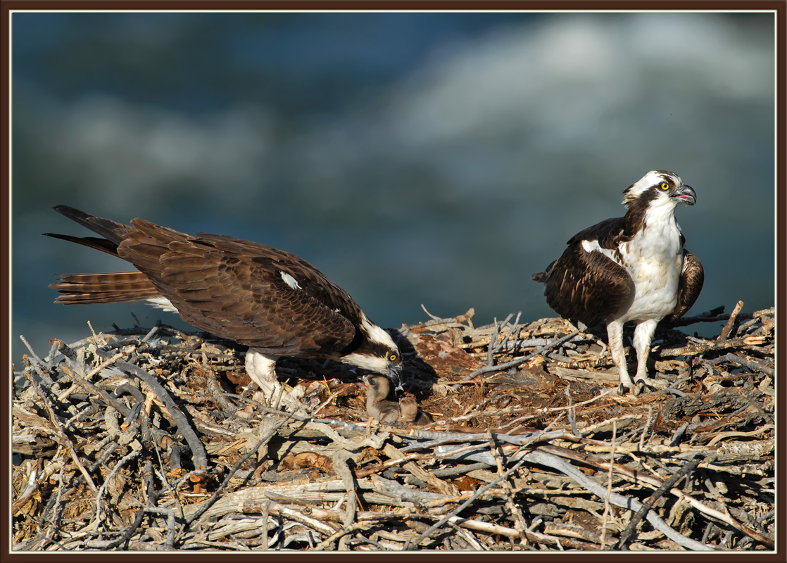 Osprey Feeding Chicks