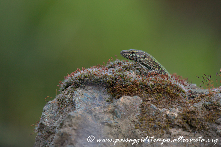 Lizard