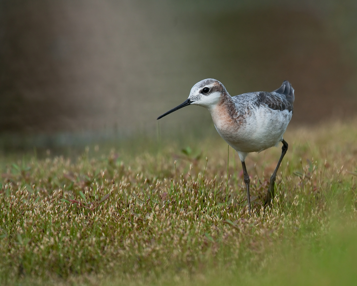 Wilson's Phalarope
