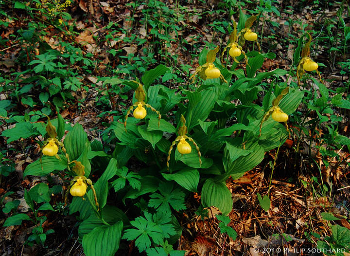 Theme - Lady's Slippers