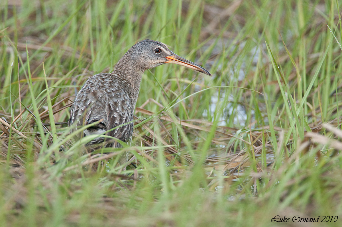 Clapper Rail