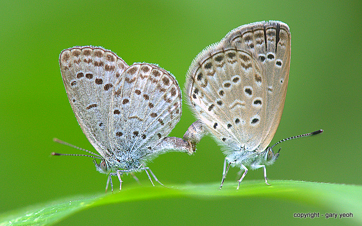 Blues in love