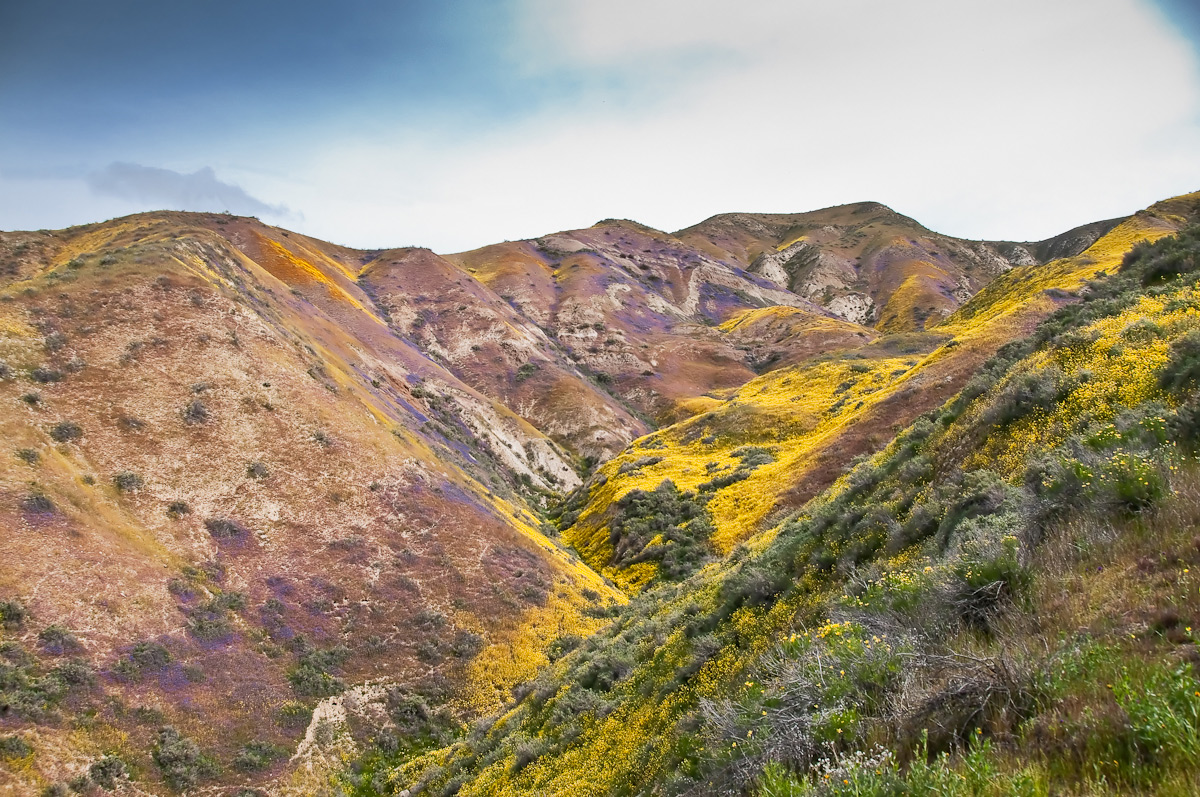 California Wild Flowers